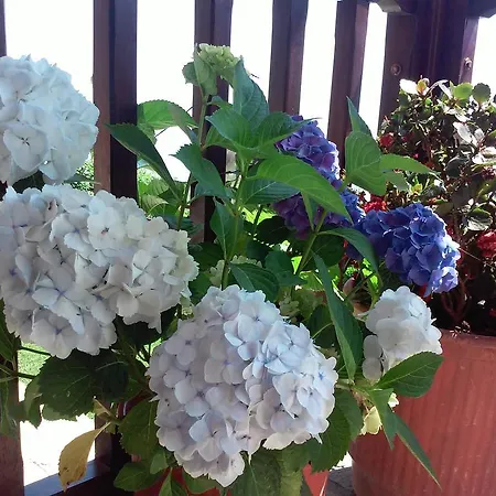 Guest house Alkmini Agios Dimitrios (Magnesia)